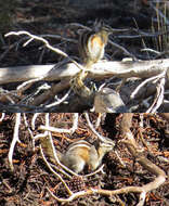 Image of Yellow-pine Chipmunk