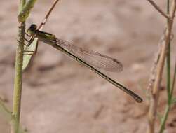 Image of Rambur's Forktail