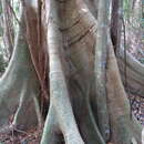 Image de Ficus albipila (Miq.) King