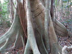 Слика од Ficus albipila (Miq.) King