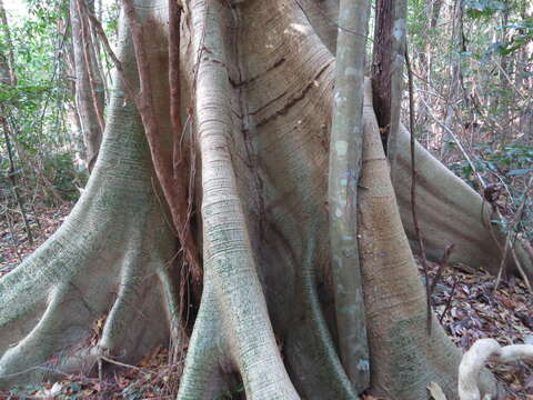 Image of Ficus albipila (Miq.) King