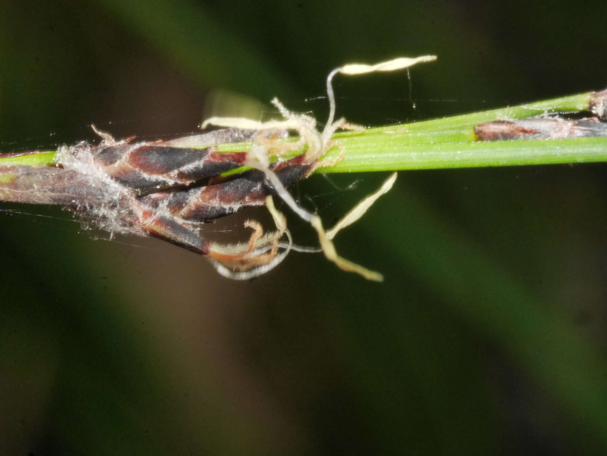 Sivun Machaerina tenax (Hook. fil.) T. Koyama kuva