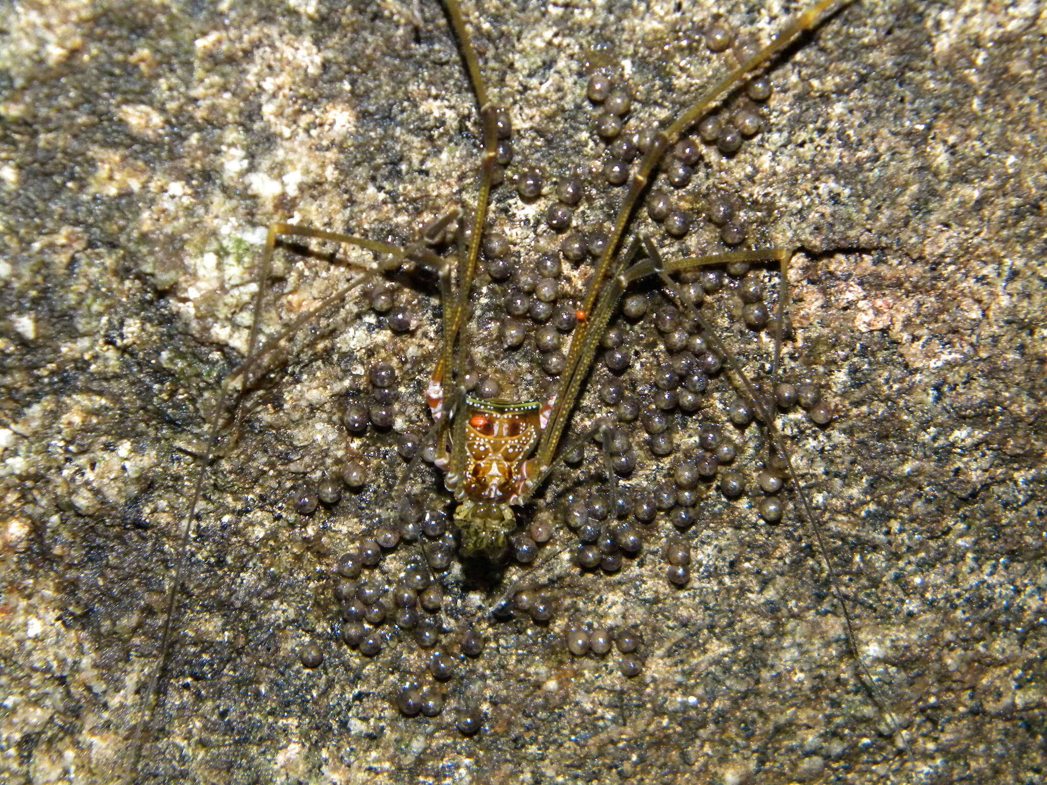 Image of Goniosoma roridum Perty 1833