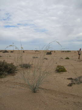 Image de Gomphocarpus filiformis (E. Mey.) D. Dietr.