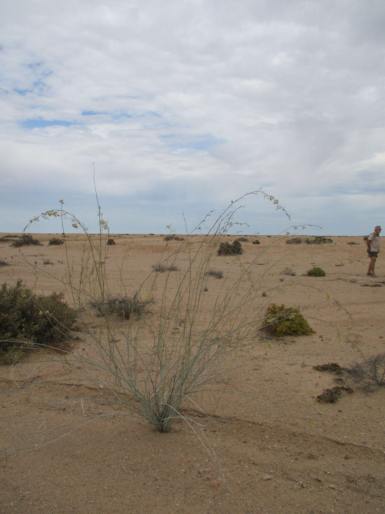 Sivun Gomphocarpus filiformis (E. Mey.) D. Dietr. kuva