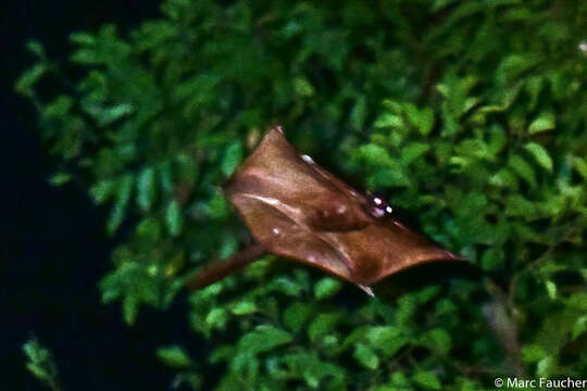 Image of Large black flying squirrel