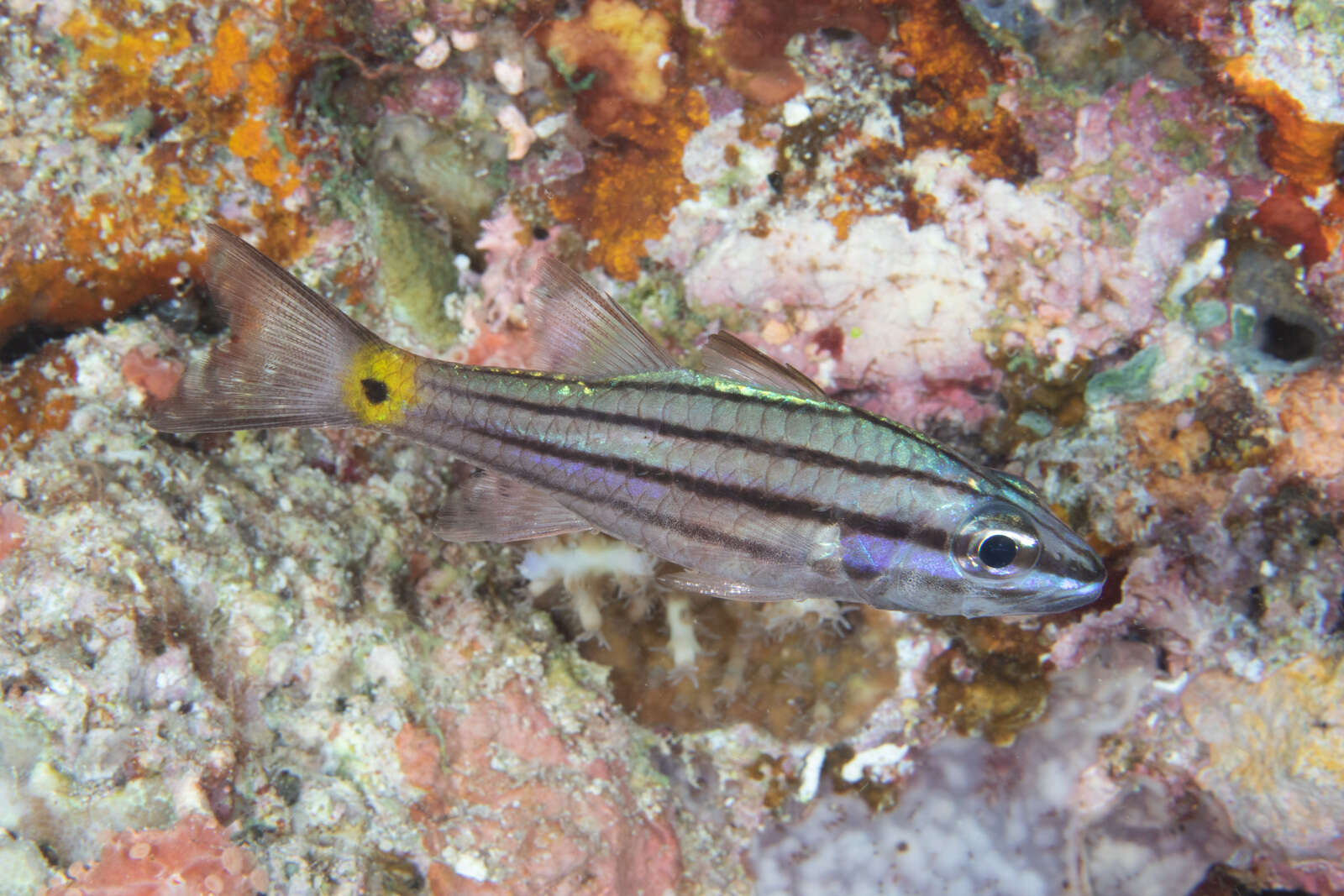 Image of Toothy cardinalfish