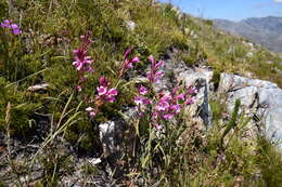 Imagem de Watsonia paucifolia Goldblatt