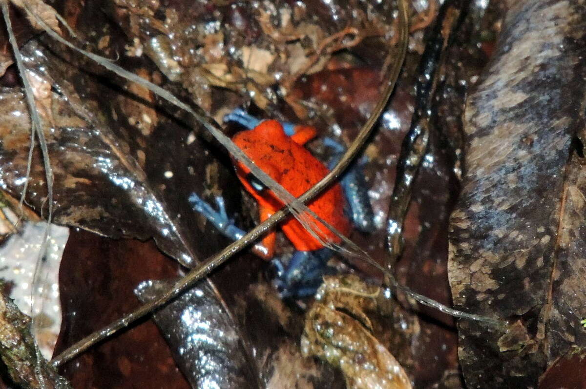 Image of Flaming Poison Frog