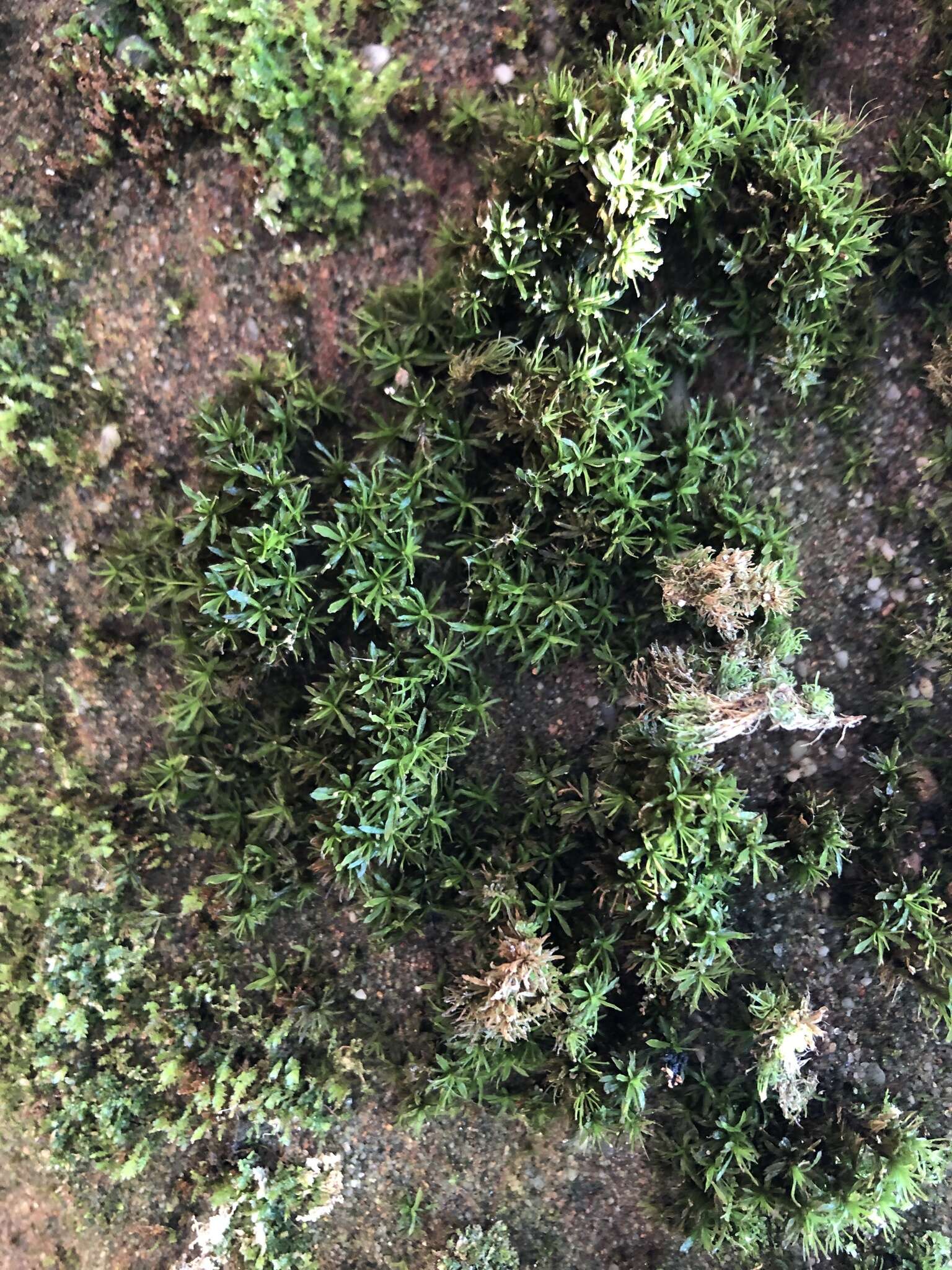 Image of Texan syrrhopodon moss