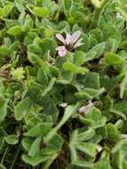 Image of Israel clover