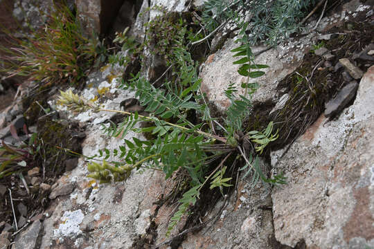 Image of Oxytropis katangensis Basil.