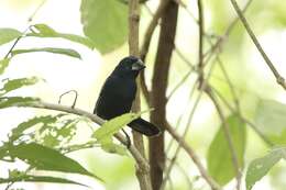 Image of Blue-black Grosbeak