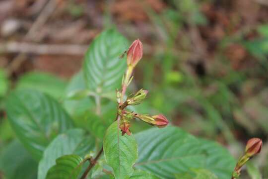 Image of Mussaenda elegans Schumach. & Thonn.