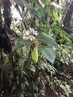 Image of Begonia cooperi C. DC.