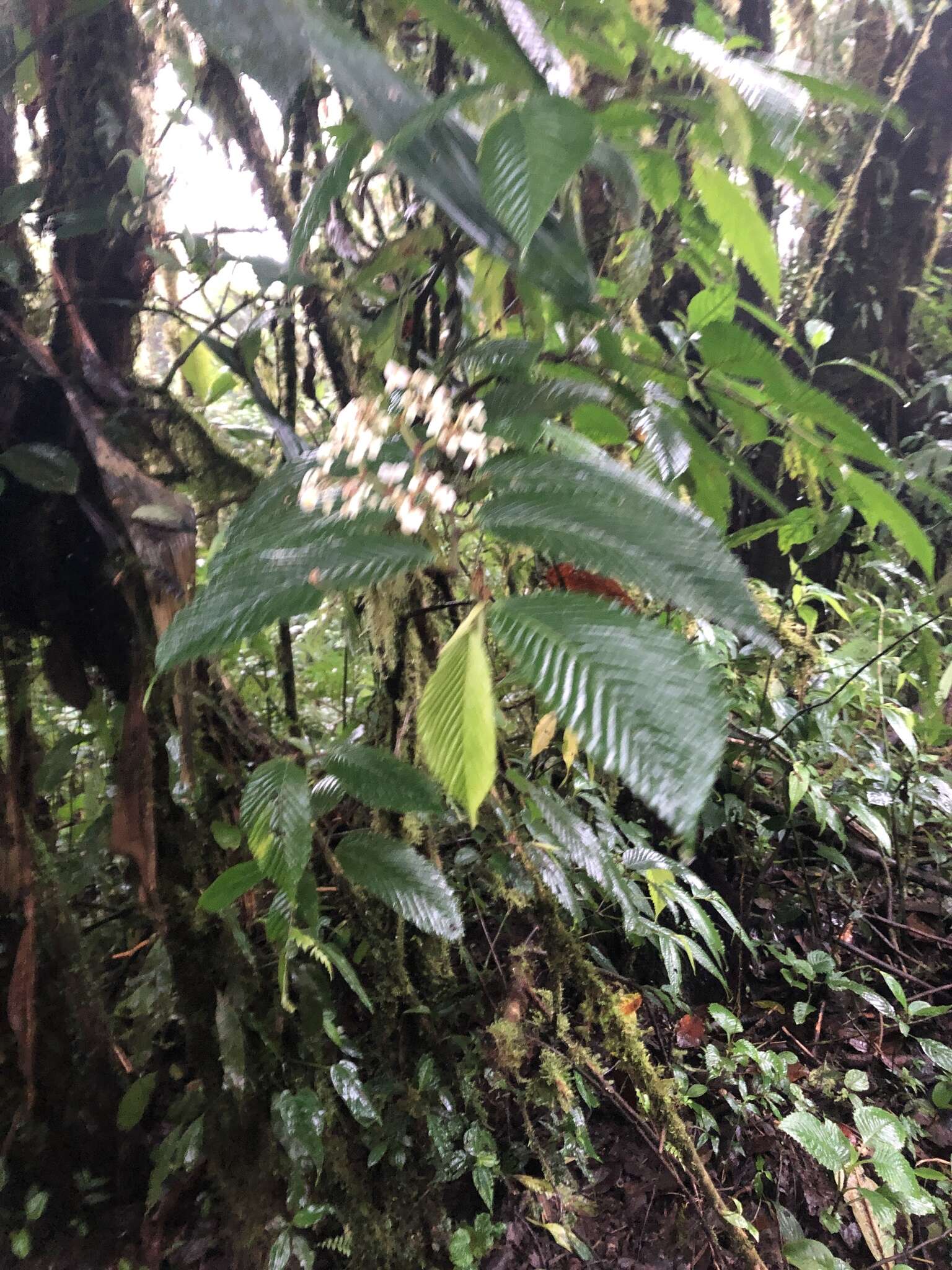 Image of Begonia cooperi C. DC.