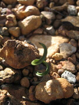 Image of Thelymitra speciosa Jeanes