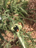 صورة Phidippus ardens Peckham & Peckham 1901