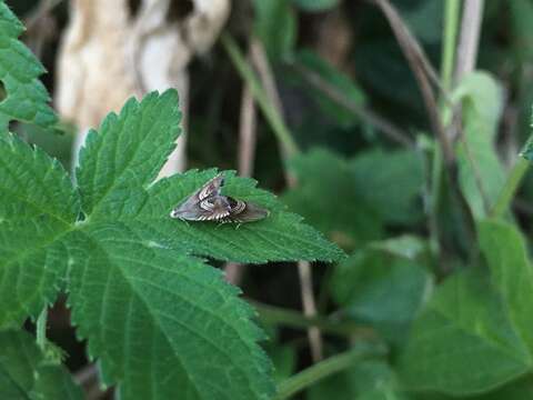 Image of Eurasian Hemp Moth