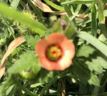 Image of bracted fanpetals