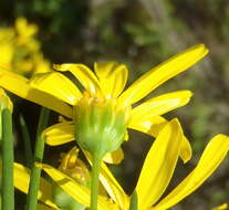 Image of Euryops rehmannii Compton