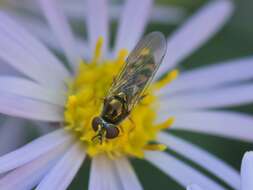 Image of Platycheirus scutatus (Meigen 1822)