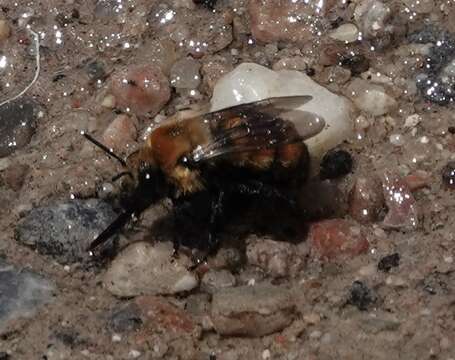 Plancia ëd Anthophora bomboides Kirby 1837