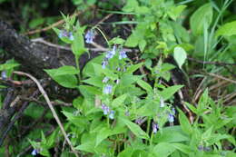 Image of tall bluebells