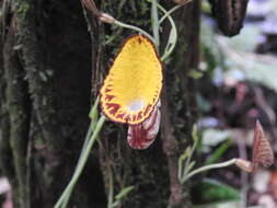 Image of Aristolochia peruviana O. Schmidt