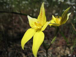 Caladenia flava subsp. flava resmi