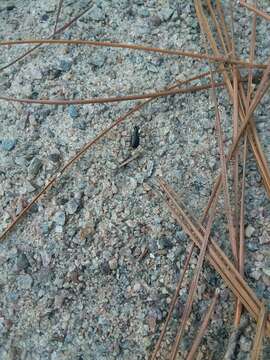 Image of Cicindela (Cicindelidia) abdominalis Fabricius 1801