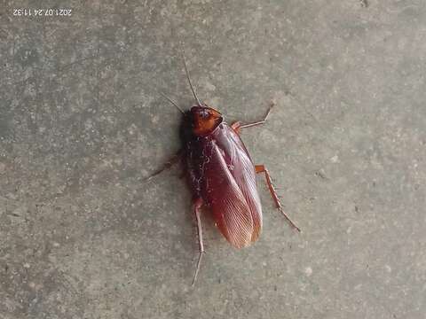 Image of Large Brown Cockroach