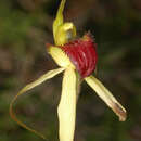 Imagem de Caladenia saxatilis (D. L. Jones) R. J. Bates