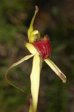 Image of Caladenia saxatilis (D. L. Jones) R. J. Bates