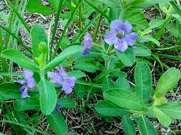 Image of oblongleaf snakeherb