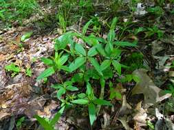 Imagem de Galium lanceolatum (Torr. & A. Gray) Torr.