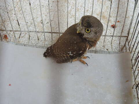 Image of Colima Pygmy Owl