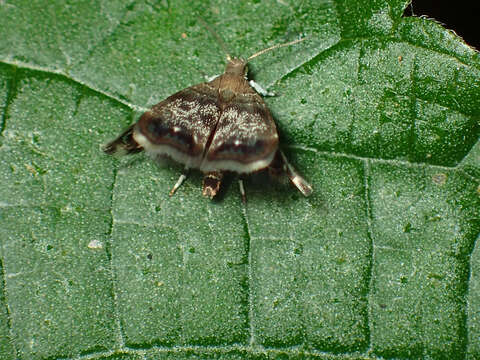 Image of Peacock Brenthia