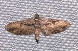 Слика од Eupithecia classicata Pearsall 1909