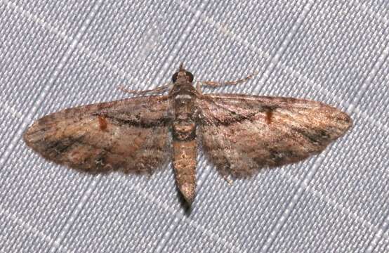 Image of Eupithecia classicata Pearsall 1909