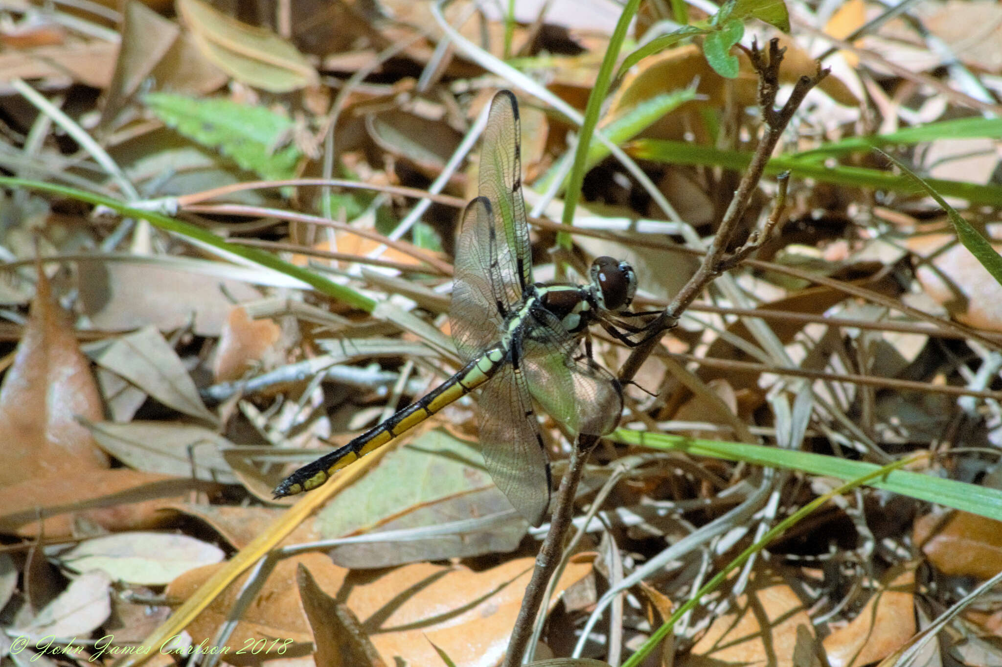 Image of Bar-winged Skimmer