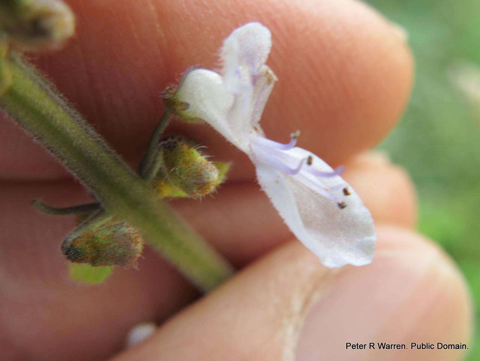 <i>Coleus hadiensis</i>的圖片