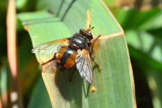 Image de Tachina fera (Linnaeus 1761)