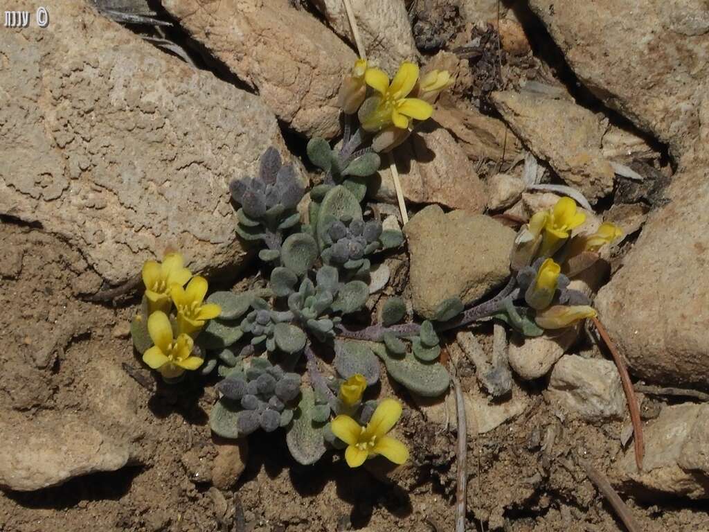 Physaria kingii (S. Watson) O'Kane & Al-Shehbaz的圖片