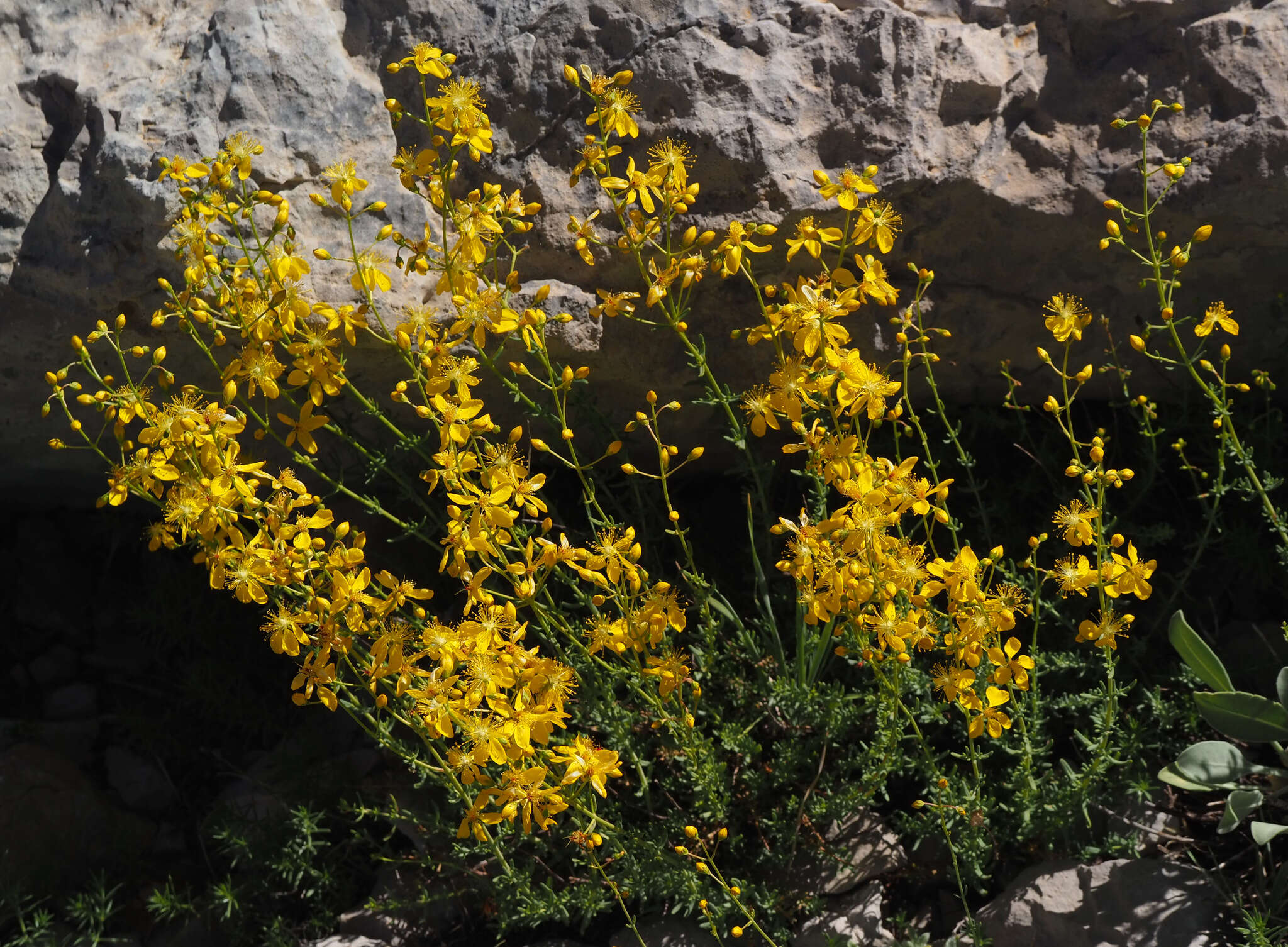 Sivun Hypericum libanoticum Robson kuva