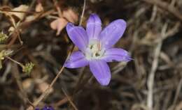 Sivun Brodiaea jolonensis Eastw. kuva