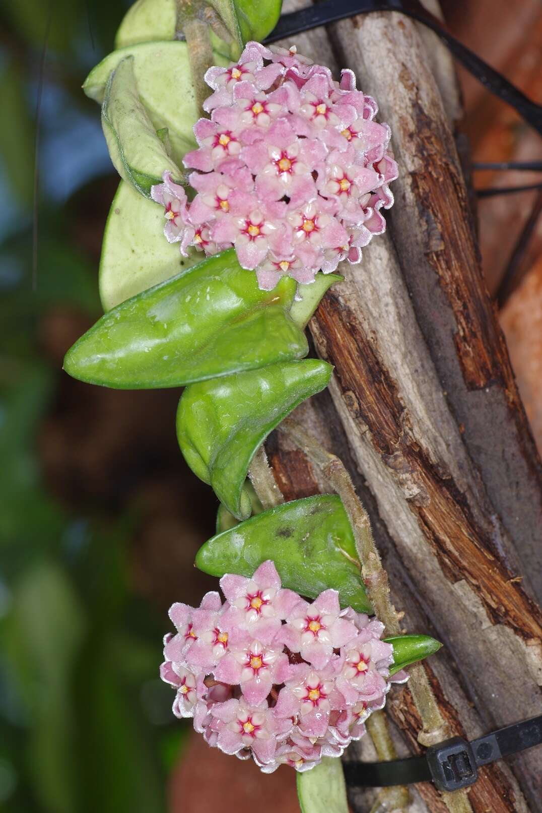 Image of porcelainflower