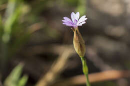 Image of proliferous pink