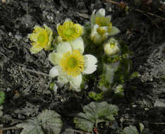 Image of white pasqueflower