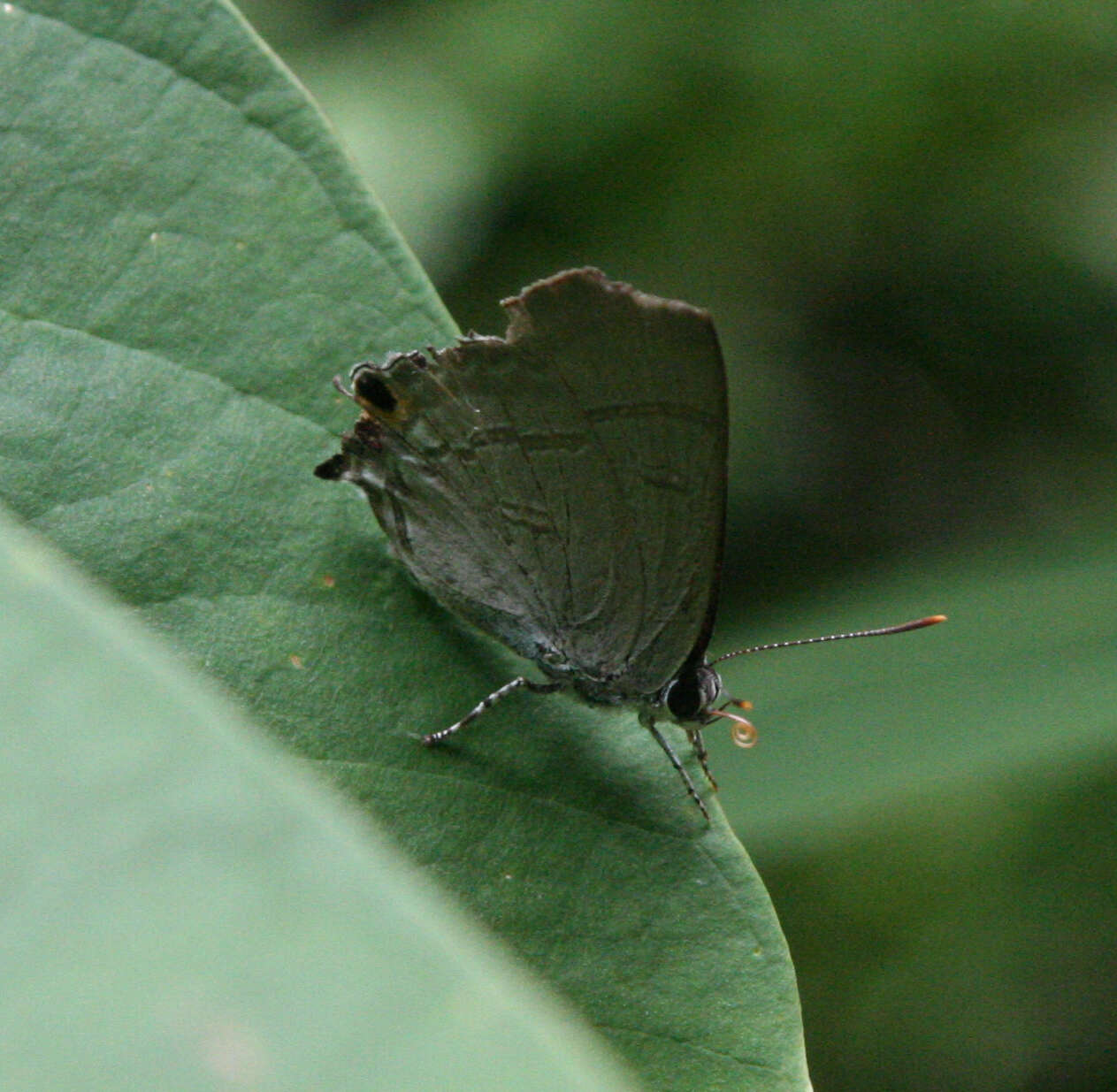 Image of Hypolycaena erylus himavantus Fruhstorfer 1912